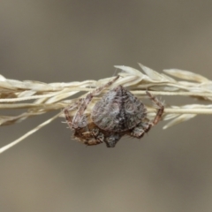 Dolophones sp. (genus) at Downer, ACT - 15 Jan 2021