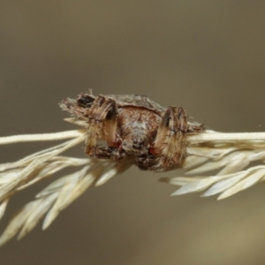 Dolophones sp. (genus) at Downer, ACT - 15 Jan 2021