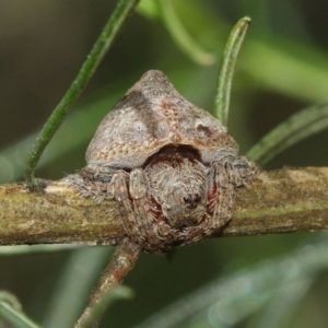 Dolophones sp. (genus) at Acton, ACT - suppressed