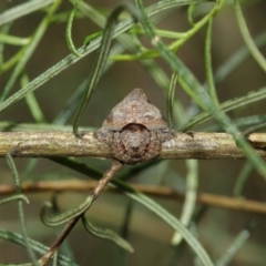 Dolophones sp. (genus) at Acton, ACT - suppressed