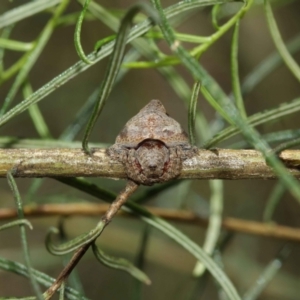 Dolophones sp. (genus) at Acton, ACT - 15 Jan 2021