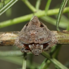 Dolophones sp. (genus) at Acton, ACT - 15 Jan 2021