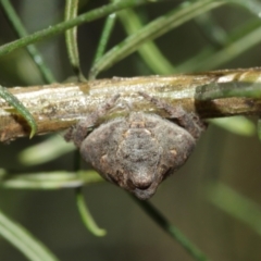 Dolophones sp. (genus) at Acton, ACT - 15 Jan 2021