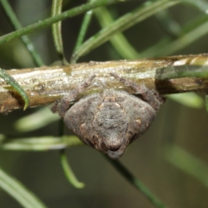 Dolophones sp. (genus) at Acton, ACT - 15 Jan 2021