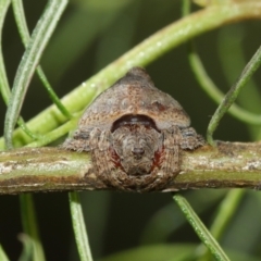 Dolophones sp. (genus) at Acton, ACT - 15 Jan 2021