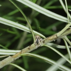 Orthorhinus cylindrirostris at Acton, ACT - 8 Jan 2021