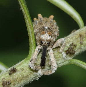 Orthorhinus cylindrirostris at Acton, ACT - 8 Jan 2021