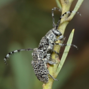 Ancita sp. (genus) at ANBG - 5 Jan 2021