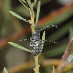 Ancita sp. (genus) at ANBG - 5 Jan 2021