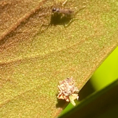 Neuroptera (order) (Unidentified lacewing) at Kambah, ACT - 18 Jan 2021 by Ghostbat