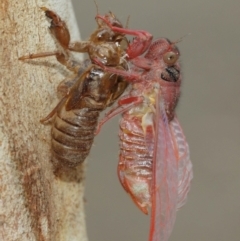 Cicadettini sp. (tribe) (Cicada) at Acton, ACT - 1 Jan 2021 by TimL