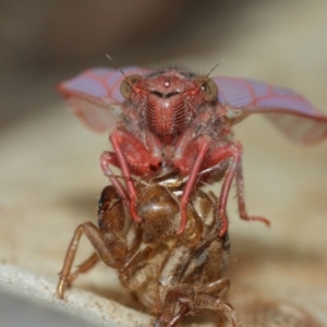 Cicadettini sp. (tribe) at Acton, ACT - 1 Jan 2021