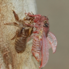 Cicadettini sp. (tribe) at Acton, ACT - 1 Jan 2021