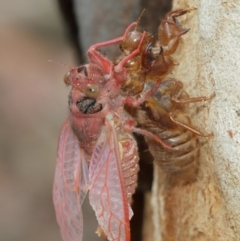 Cicadettini sp. (tribe) at Acton, ACT - 1 Jan 2021