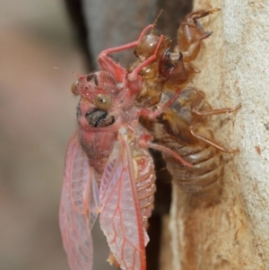 Cicadettini sp. (tribe) at Acton, ACT - 1 Jan 2021