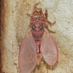 Cicadettini sp. (tribe) at Acton, ACT - 1 Jan 2021