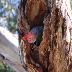 Callocephalon fimbriatum (Gang-gang Cockatoo) at Red Hill, ACT - 17 Jan 2021 by LisaH