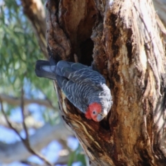 Callocephalon fimbriatum at Red Hill, ACT - suppressed