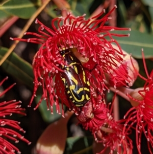 Eupoecila australasiae at Currawang, NSW - suppressed