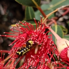 Eupoecila australasiae at Currawang, NSW - suppressed