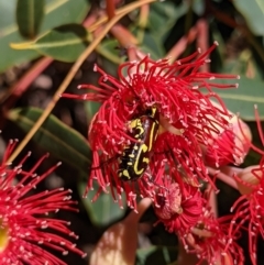 Eupoecila australasiae at Currawang, NSW - suppressed