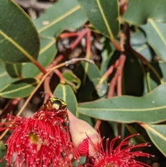 Eupoecila australasiae at Currawang, NSW - suppressed