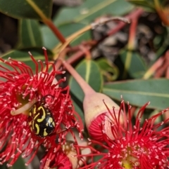 Eupoecila australasiae at Currawang, NSW - suppressed