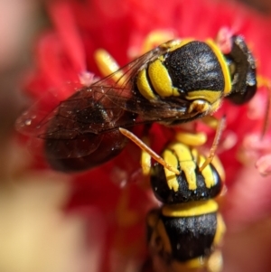 Hylaeus (Euprosopis) elegans at Currawang, NSW - suppressed