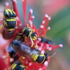 Hylaeus (Euprosopis) elegans at Currawang, NSW - suppressed