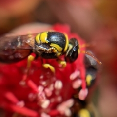 Hylaeus (Euprosopis) elegans at Currawang, NSW - suppressed