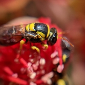 Hylaeus (Euprosopis) elegans at Currawang, NSW - suppressed