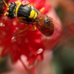 Hylaeus (Euprosopis) elegans at Currawang, NSW - suppressed