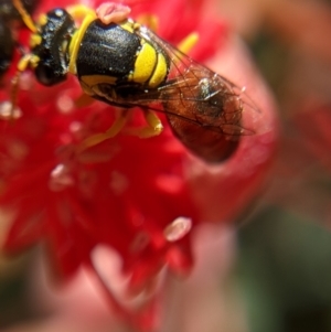 Hylaeus (Euprosopis) elegans at Currawang, NSW - suppressed