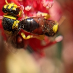 Hylaeus (Euprosopis) elegans at Currawang, NSW - suppressed