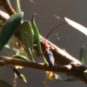 Syllitus sp. (genus) at Hughes, ACT - 18 Jan 2021 10:04 AM