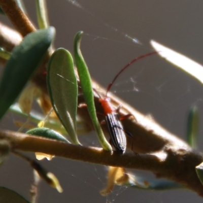 Syllitus sp. (genus) (Syllitus longhorn beetle) at Hughes, ACT - 18 Jan 2021 by LisaH