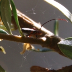 Syllitus sp. (genus) at Hughes, ACT - 18 Jan 2021 10:04 AM