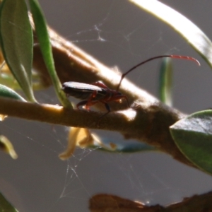 Syllitus sp. (genus) at Hughes, ACT - 18 Jan 2021