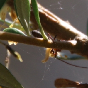 Syllitus sp. (genus) at Hughes, ACT - 18 Jan 2021 10:04 AM