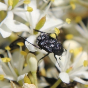 Microvalgus sp. (genus) at Hughes, ACT - 18 Jan 2021 10:12 AM