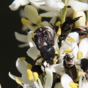 Microvalgus sp. (genus) at Hughes, ACT - 18 Jan 2021 10:12 AM