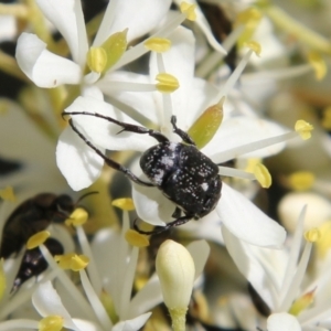 Microvalgus sp. (genus) at Hughes, ACT - 18 Jan 2021 10:12 AM