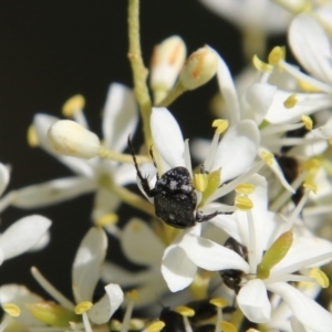 Microvalgus sp. (genus) at Hughes, ACT - 18 Jan 2021 10:12 AM