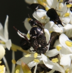 Microvalgus sp. (genus) at Hughes, ACT - 18 Jan 2021 10:12 AM