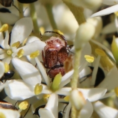 Microvalgus sp. (genus) (Flower scarab) at Hughes, ACT - 18 Jan 2021 by LisaH