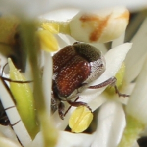 Microvalgus sp. (genus) at Hughes, ACT - 18 Jan 2021 10:12 AM