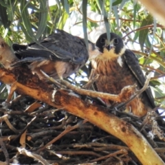 Falco longipennis (Australian Hobby) at Kambah, ACT - 19 Jan 2021 by HelenCross