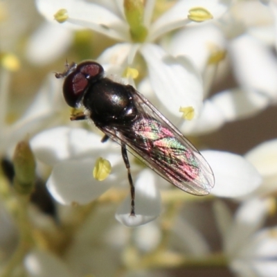 Psilota sp. (genus) (Hover fly) at Hughes, ACT - 17 Jan 2021 by LisaH