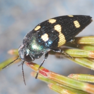 Astraeus (Astraeus) pygmaeus at Wyanbene, NSW - 17 Jan 2021