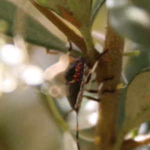 Pentatomidae (family) at Hughes, ACT - 18 Jan 2021 10:23 AM